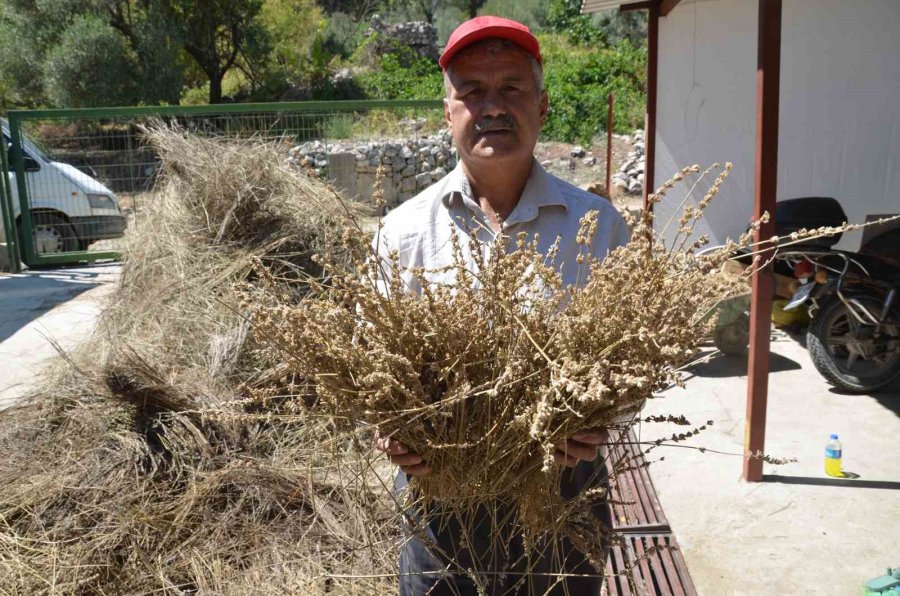 Torosların Şifa Dağıtan Adamı