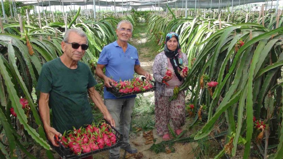 Mersin’de Tropikal Ejder Meyvesinde Hasat Dönemi