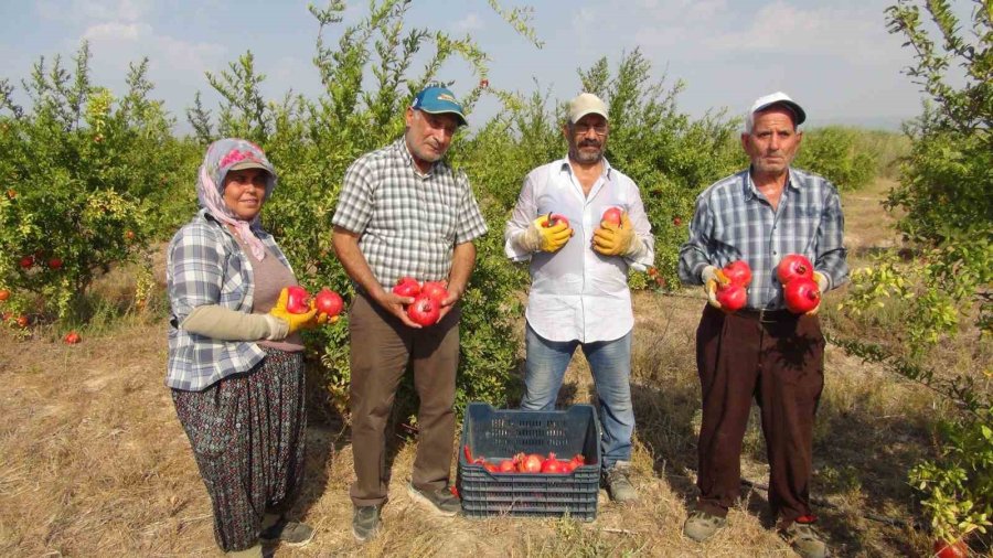 Mersin’de Yılın İlk Erkenci Nar Hasadı Yapıldı