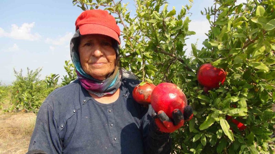 Mersin’de Yılın İlk Erkenci Nar Hasadı Yapıldı