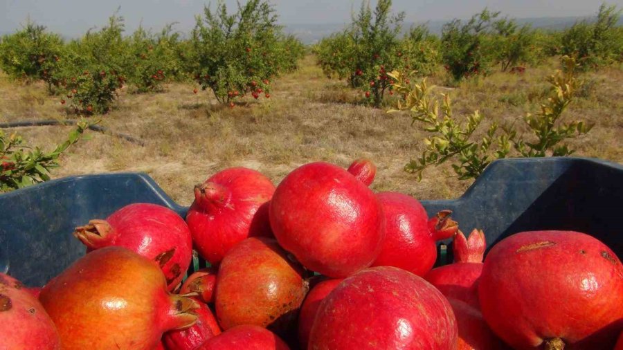 Mersin’de Yılın İlk Erkenci Nar Hasadı Yapıldı