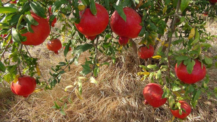 Mersin’de Yılın İlk Erkenci Nar Hasadı Yapıldı