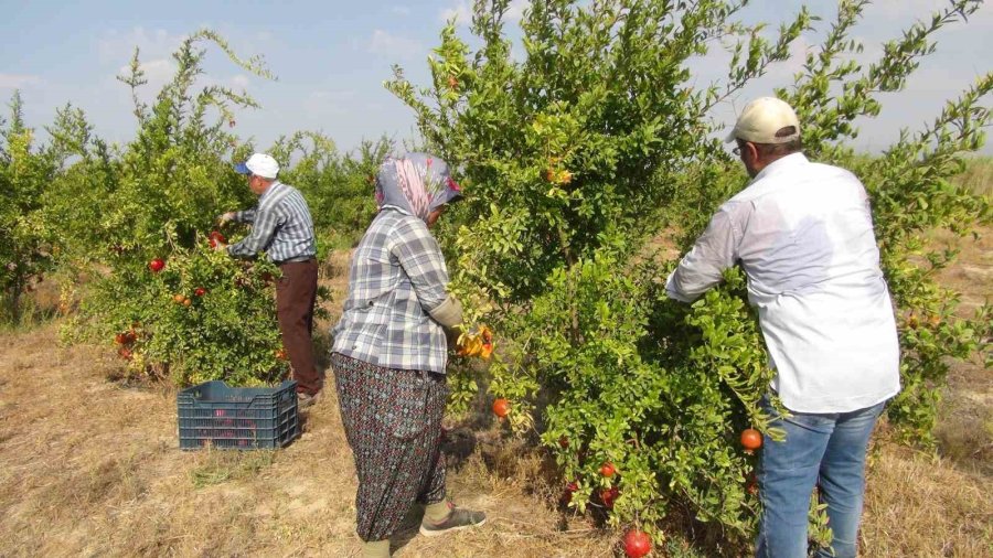 Mersin’de Yılın İlk Erkenci Nar Hasadı Yapıldı