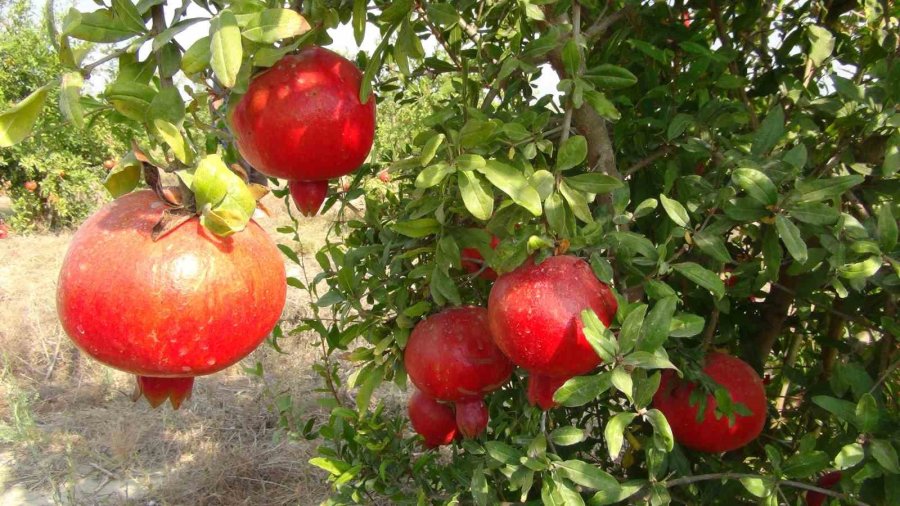 Mersin’de Yılın İlk Erkenci Nar Hasadı Yapıldı