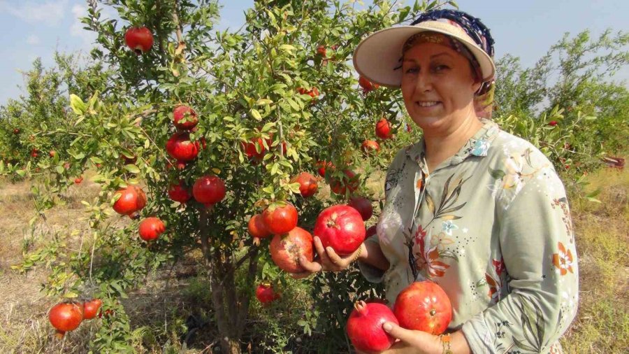 Mersin’de Yılın İlk Erkenci Nar Hasadı Yapıldı