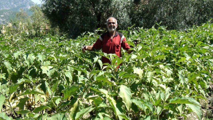 Antalyalı Çiftçi Ata Tohumlarıyla 52 Santimetre Boyunda Patlıcan Yetiştirdi