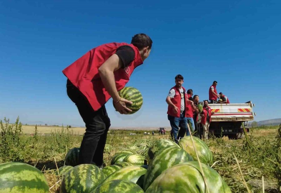 Tarladan Tonlarca Karpuz Toplayıp Dağıttılar