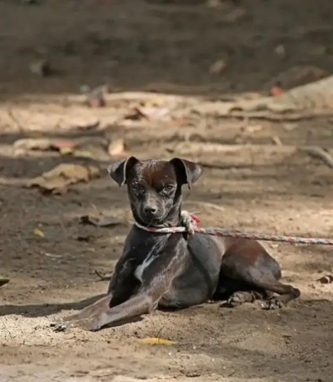 İki Sokak Köpeğinin Ölü Bulunduğu Mahallede Hayvanseverlerden Tepki