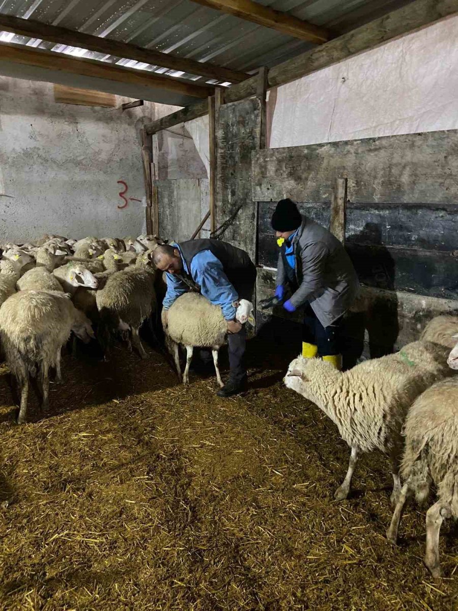 Eskişehir’de Ahır Ve Ağılda Sağlık Hizmeti Devam Ediyor