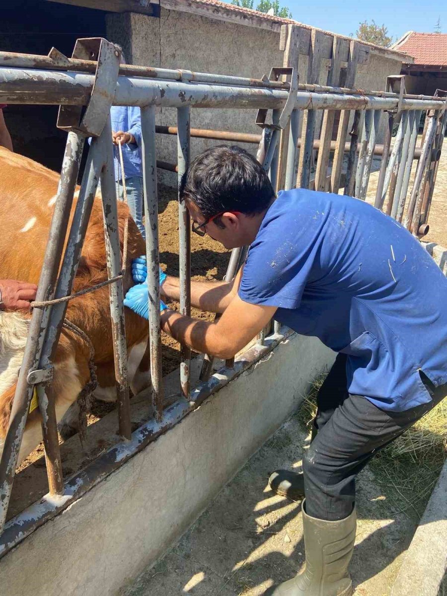 Eskişehir’de Ahır Ve Ağılda Sağlık Hizmeti Devam Ediyor