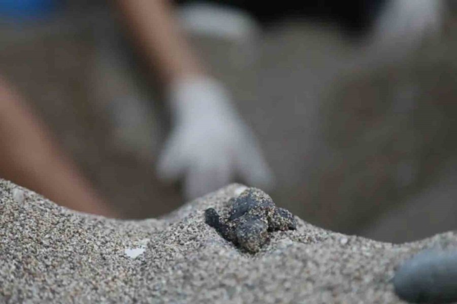 Caretta Carettaların Plastiklerle Mücadelesi