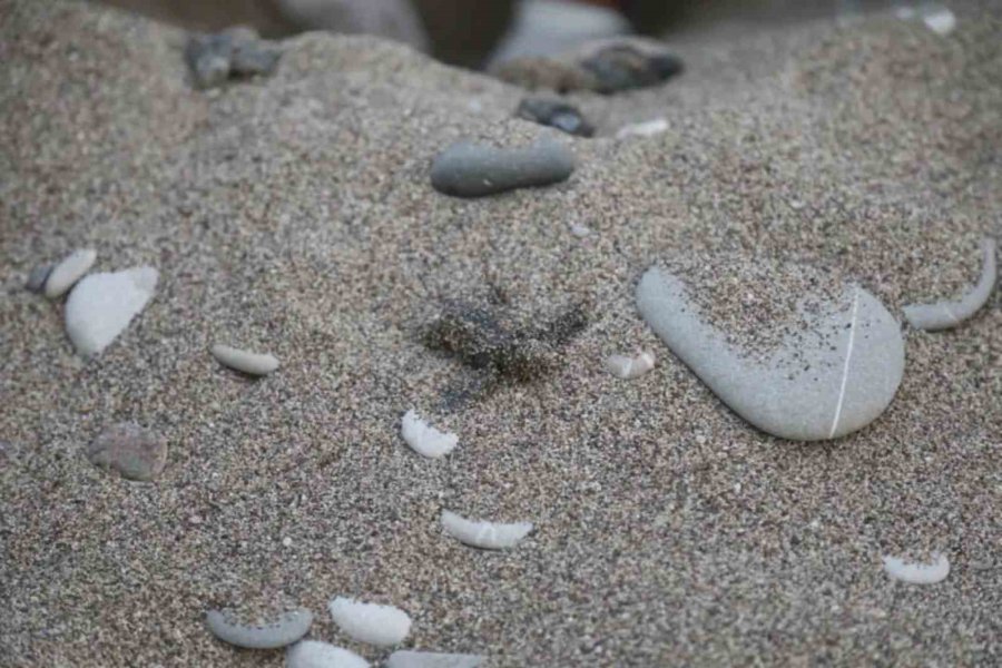 Caretta Carettaların Plastiklerle Mücadelesi