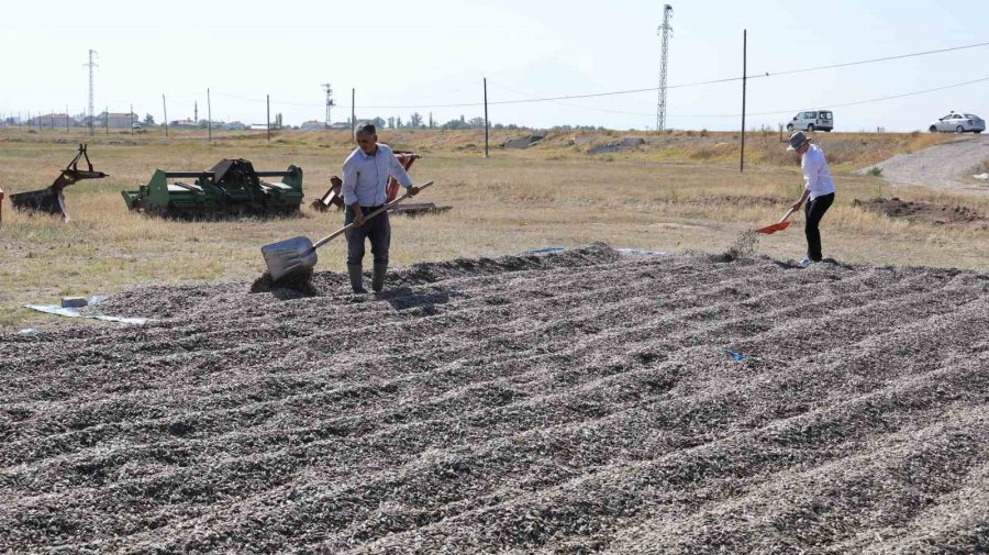 Aksaray’da Hasat Edilen Ay Çekirdekleri Kuruması İçin Araziye Serildi