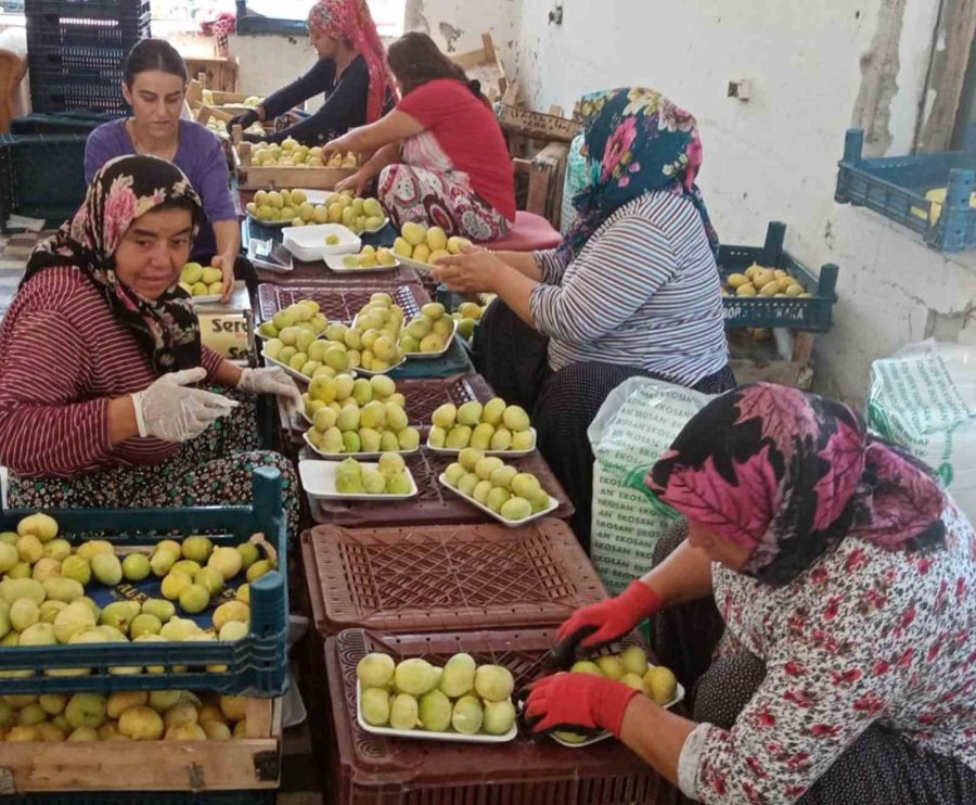 Mersin’de Mut Beyaz İncir Altın Yılını Yaşıyor