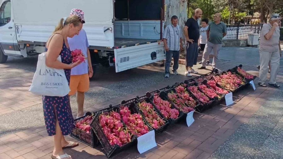 Aracılara Kızan Üretici 2 Bin Adet Ejder Meyvesini Bedava Dağıttı