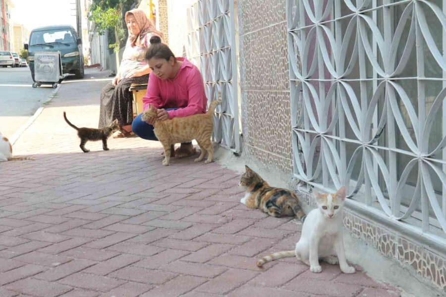 Kediye Aracıyla Çarpıp Öldürdü, Vatandaşları Tehdit Etti