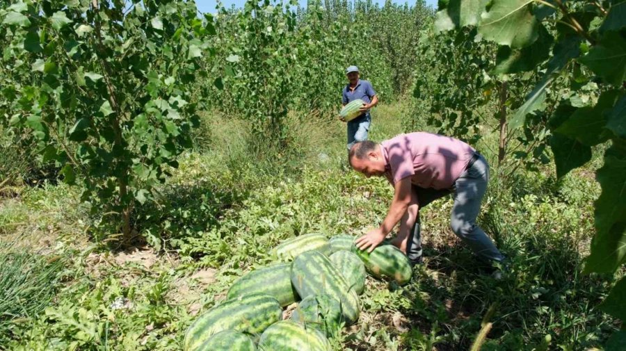 Mersin’de Karpuz Hasadı Başladı