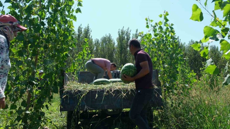 Mersin’de Karpuz Hasadı Başladı