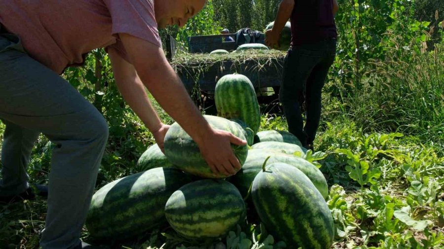 Mersin’de Karpuz Hasadı Başladı