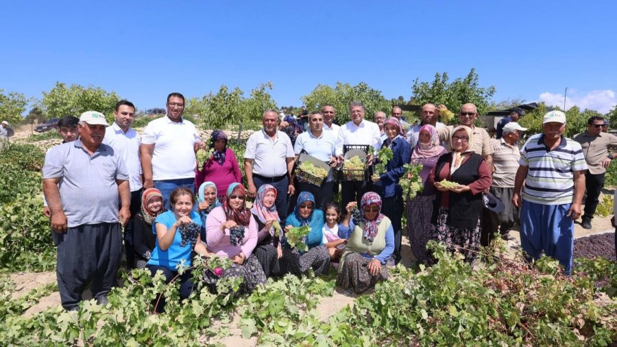 Silifke’de Sofralık Üzüm Hasadı Başladı