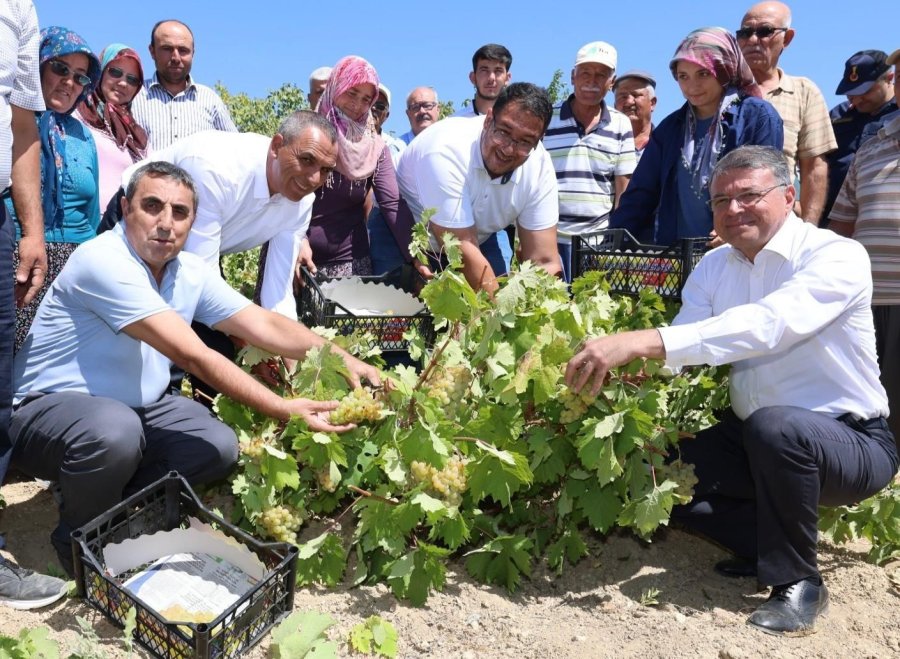 Silifke’de Sofralık Üzüm Hasadı Başladı