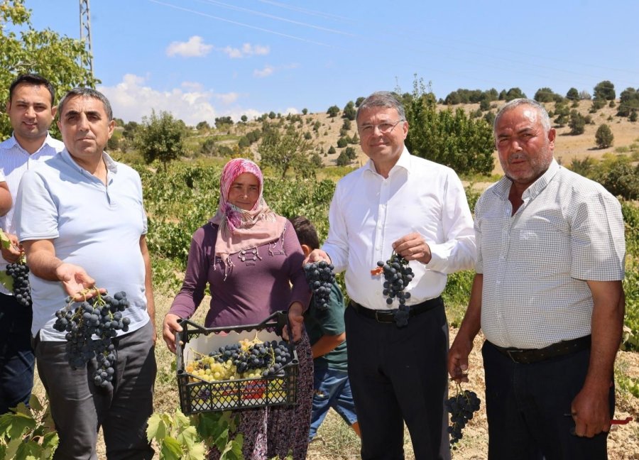 Silifke’de Sofralık Üzüm Hasadı Başladı