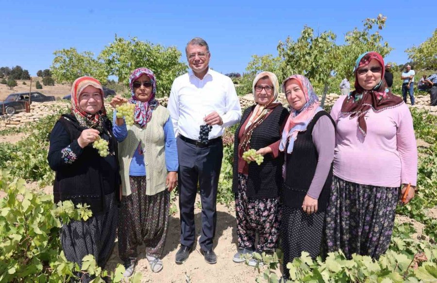 Silifke’de Sofralık Üzüm Hasadı Başladı