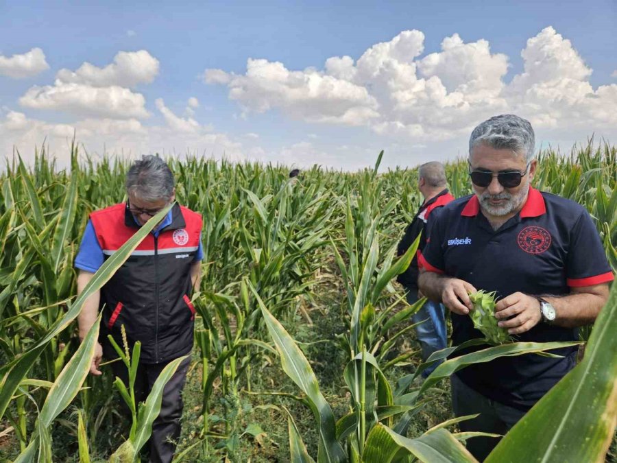 Eskişehir Tohumluk Üretimini 10 Bin Dekardan 200 Bin Dekara Ulaştı