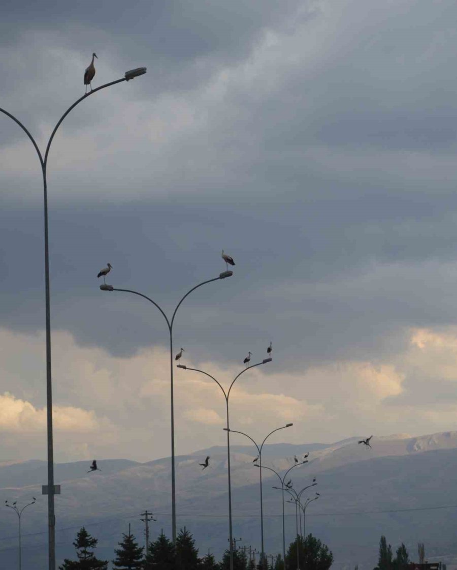 Göç Yolculuğunda Leylekler, Elektrik Direklerinde Mola Verdi