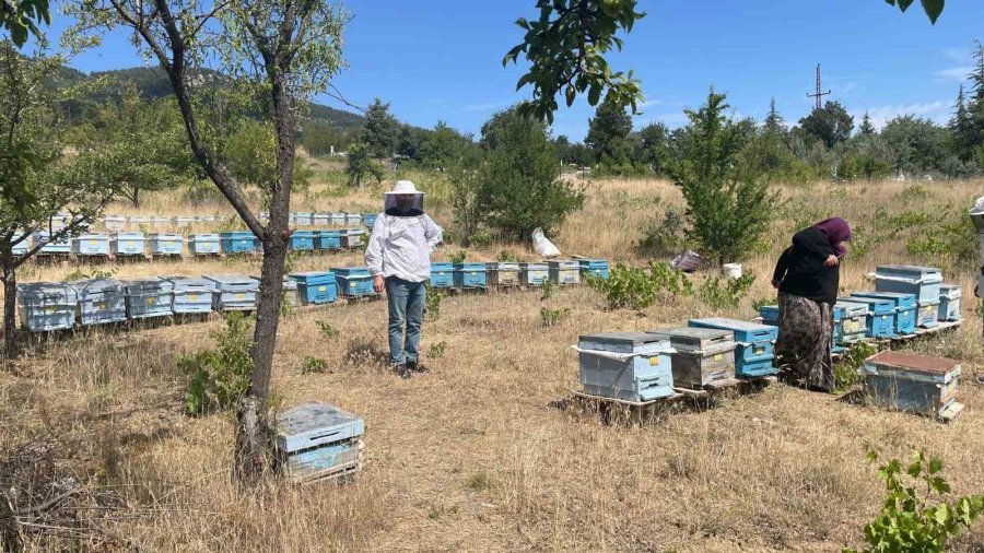 Beyşehir’de Arılı Kovan Sayımları Sürüyor