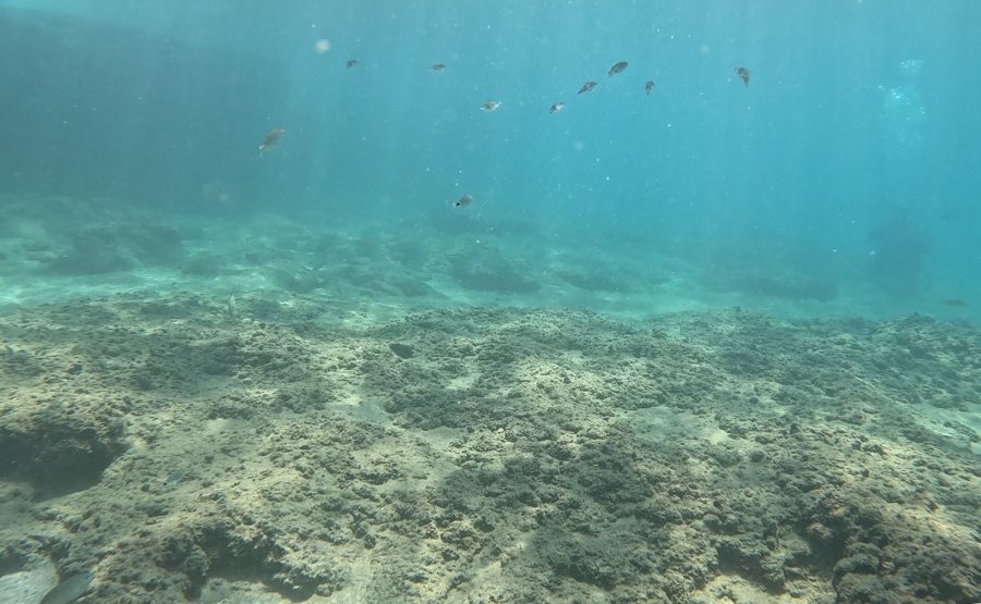 Deniz Suyundaki Sıcaklık Artışı Akdeniz’de Tür Değişimini Hızlandırıyor