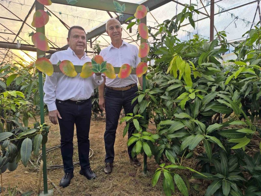 Foodfest Antalya Uluslararası Gastronomi Festivali Kapsamında Avokado Ve Mango Hasadı Yapıldı