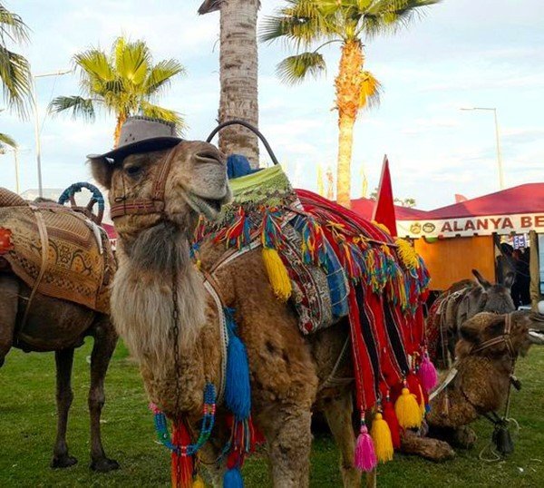 Alanya’da Devecilik Faaliyetlerine Son Verildi