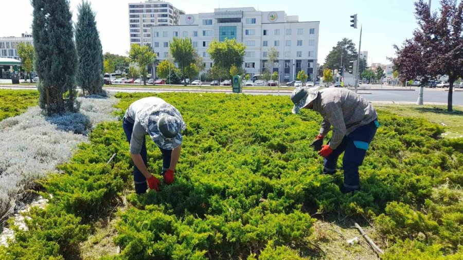 Büyükşehir, Yabancı Otlarla Mücadele Ve Bakım Çalışmalarına Hız Verdi