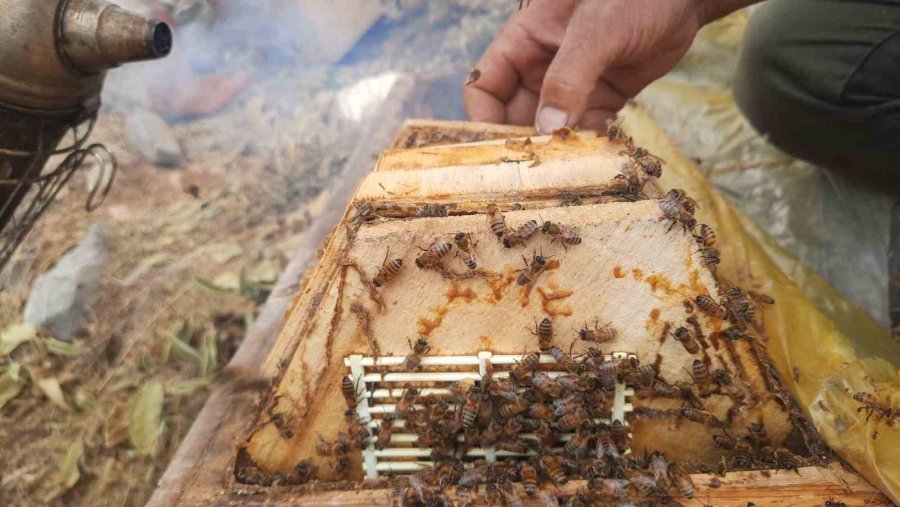 Toros Dağlarının Zirvelerinde Ayı Korkusundan Ballar Erken Hasat Edildi