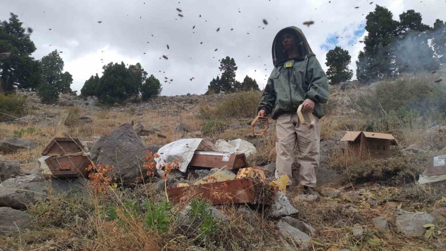 Toros Dağlarının Zirvelerinde Ayı Korkusundan Ballar Erken Hasat Edildi