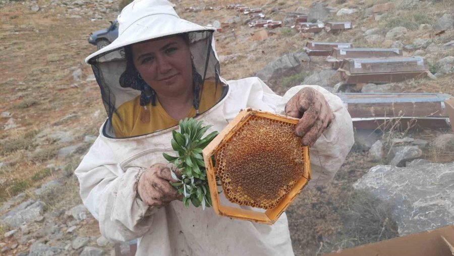 Toros Dağlarının Zirvelerinde Ayı Korkusundan Ballar Erken Hasat Edildi