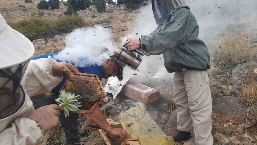 Toros Dağlarının Zirvelerinde Ayı Korkusundan Ballar Erken Hasat Edildi