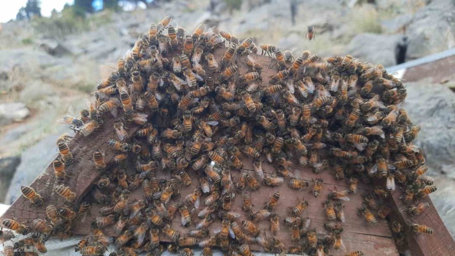 Toros Dağlarının Zirvelerinde Ayı Korkusundan Ballar Erken Hasat Edildi