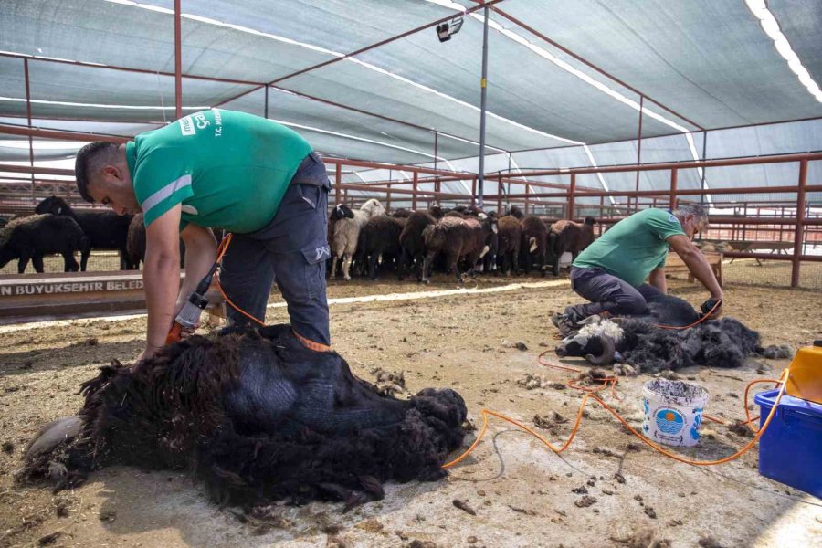 Mersin’de Üreticiler, Küçükbaş Hayvan Desteği İle İşletme Sahibi Oluyor