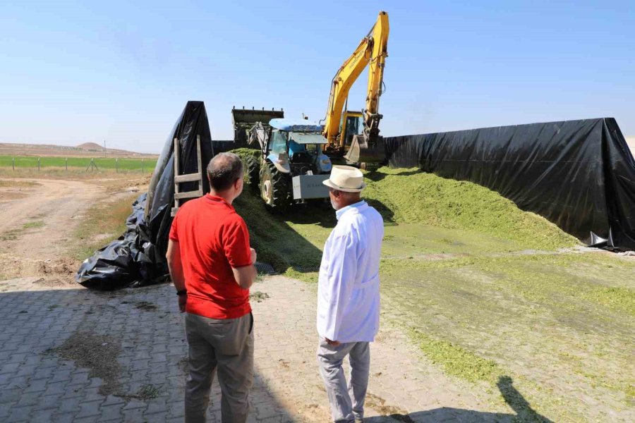 Üreten Üniversite Nöhü’de Mısır Hasadı Başladı