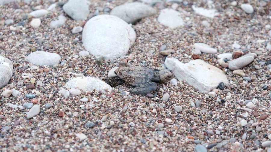 Çıralı’da Caretta Caretta Rekoru