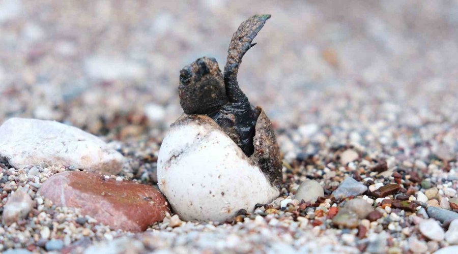 Çıralı’da Caretta Caretta Rekoru