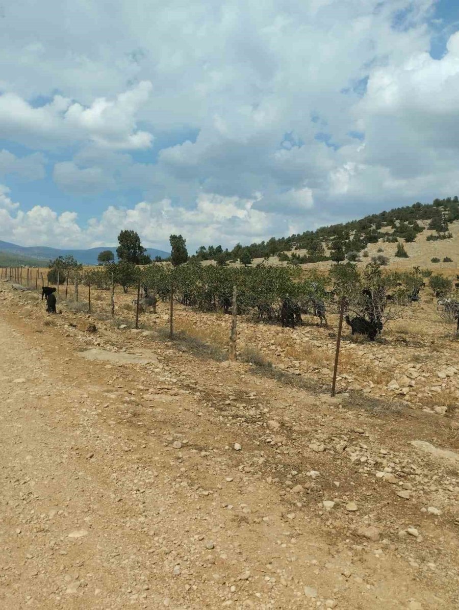 Meyveli Antep Fıstığı Fidanları Keçilere Yem Oldu