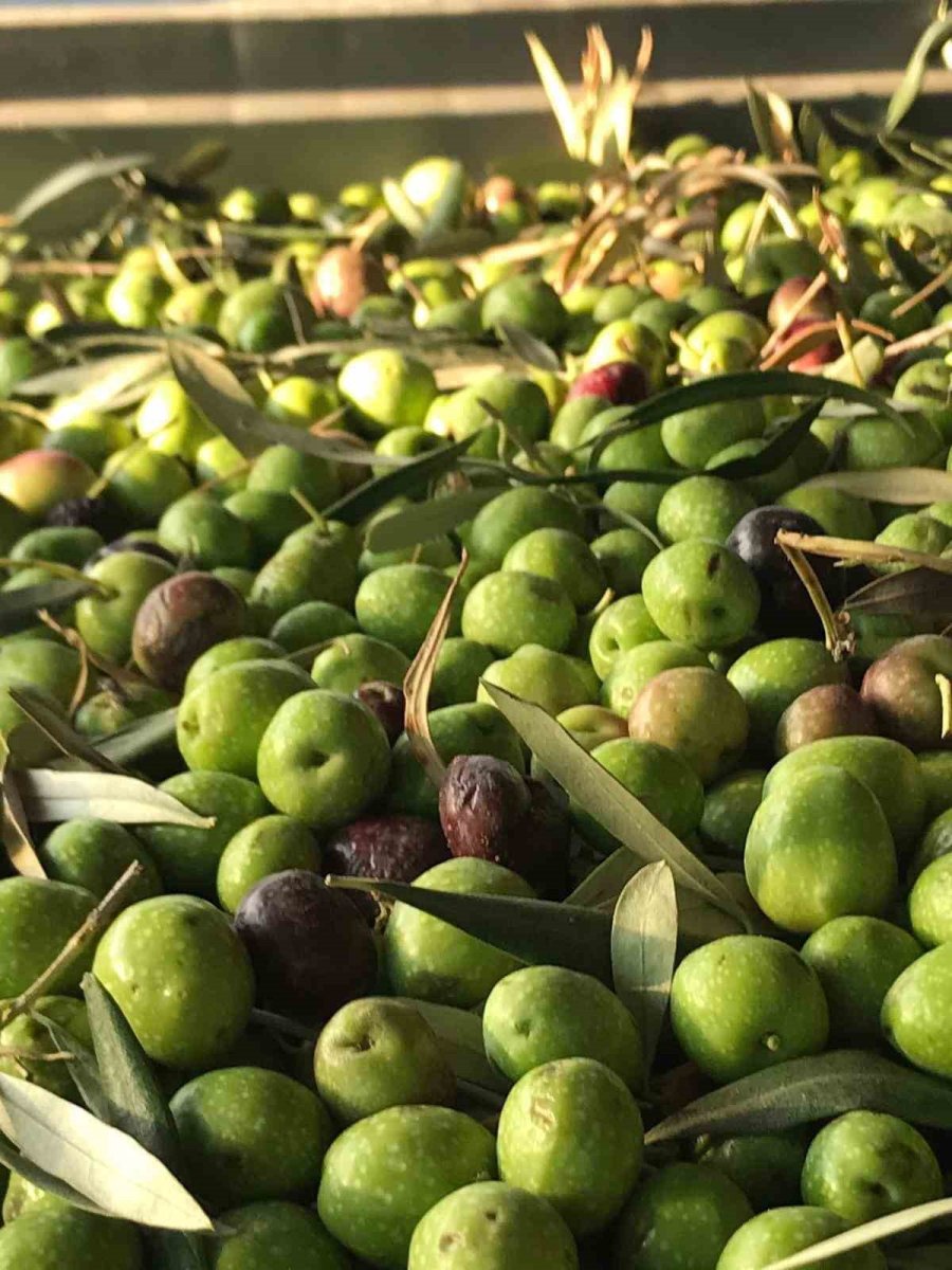 Zeytin Üreticilerine Erken Hasat Uyarısı