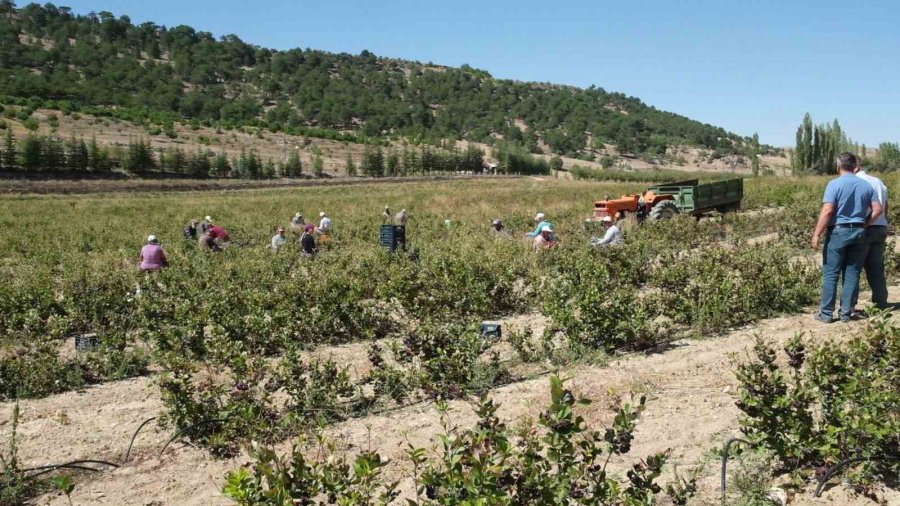 Mersin’de Aronya Hasadı Başladı