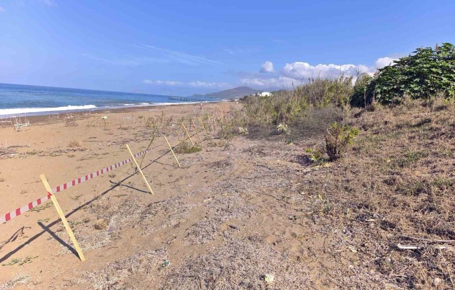 Alanya’da Koparılması 387 Bin Tl Ceza Olan Kum Zambakları Koruma Altına Alındı