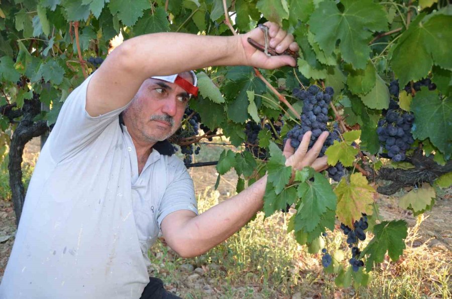 Antalya’da Pekmez Kazanları Kaynamaya Başladı