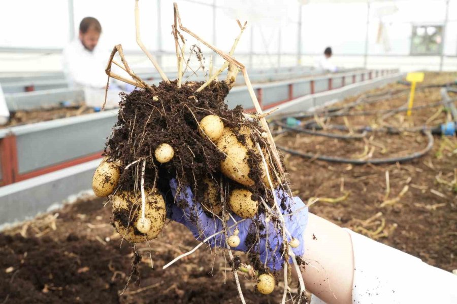 Çiftçilerin Beklentisine Uygun Yerli Ve Milli Patates Çeşitleri Geliştiriliyor