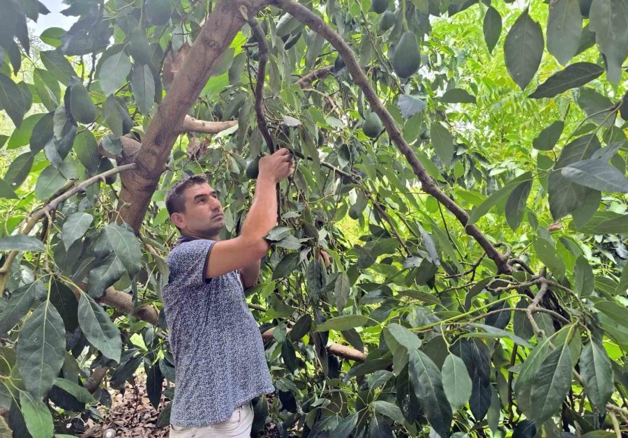 Alanya’da Avokado Hasadı Başladı